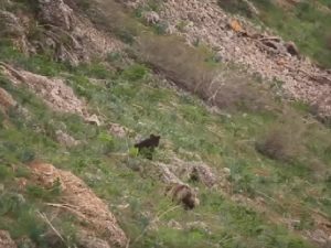 Бурые медведи в горах фото